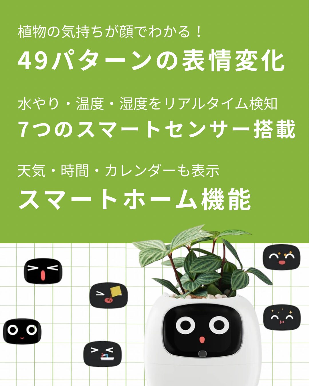 PLANTSIO Ivy image 3